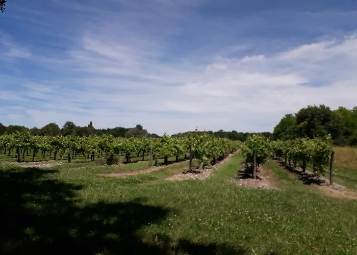 3 La Vigne Est Belle Pour 1 A 3 Personnes